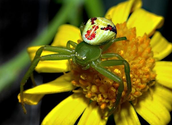 大白课 动物的性生活之冰恋始祖 蜘蛛的死了都要爱 知乎