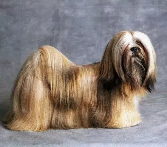 拉萨犬品种图片