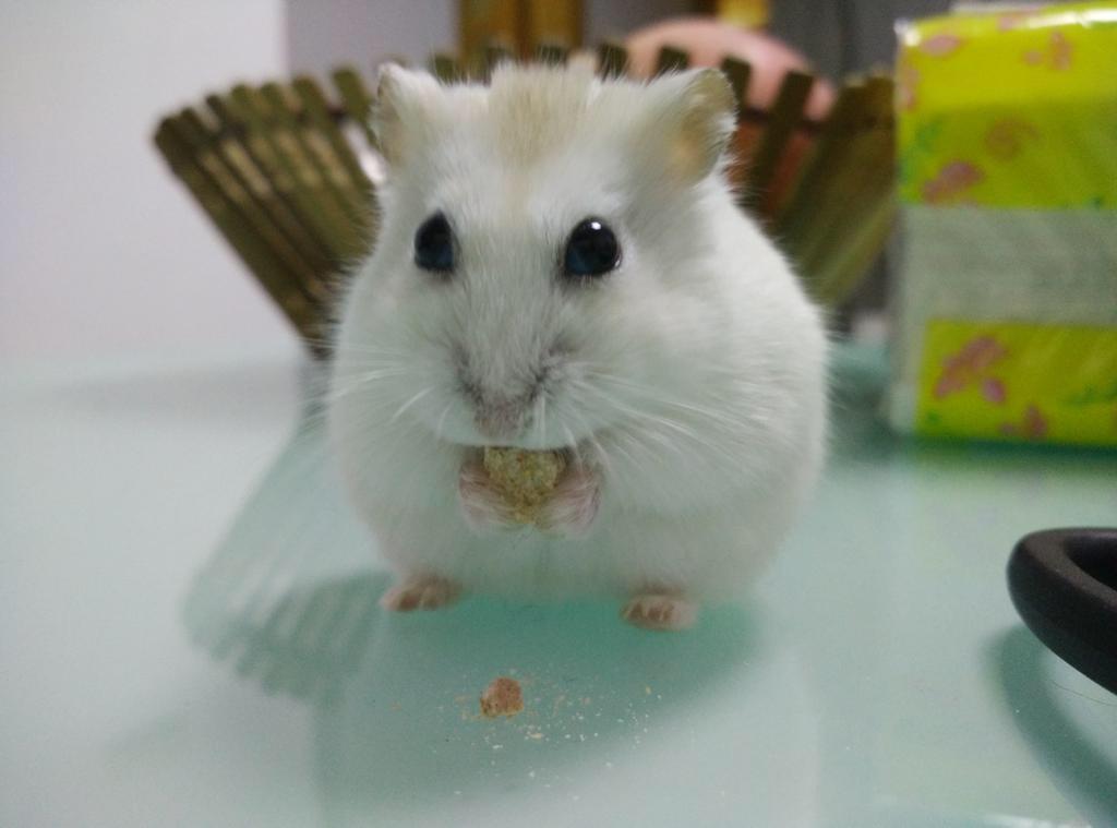 仓鼠可以吃什么?