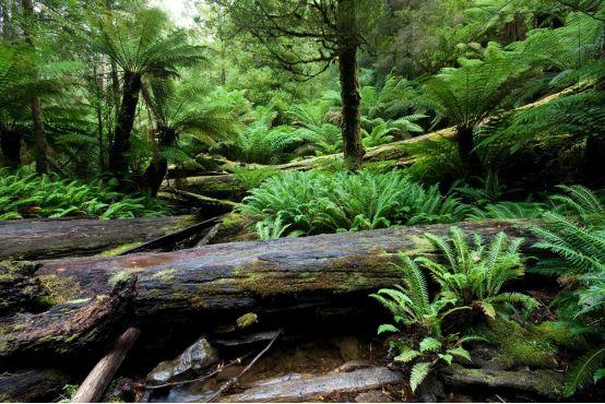 蕨类时代石炭纪