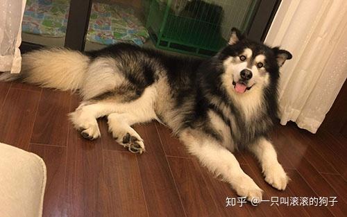 阿拉斯加成犬食欲不振 知乎