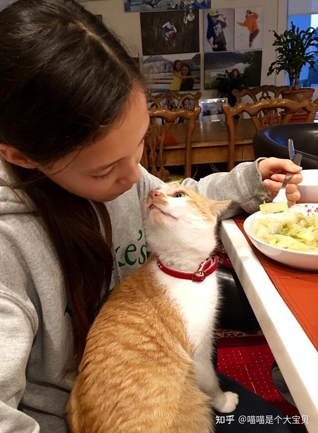 长期养猫的人,身体都怎么样了?结果很意外! - 知乎