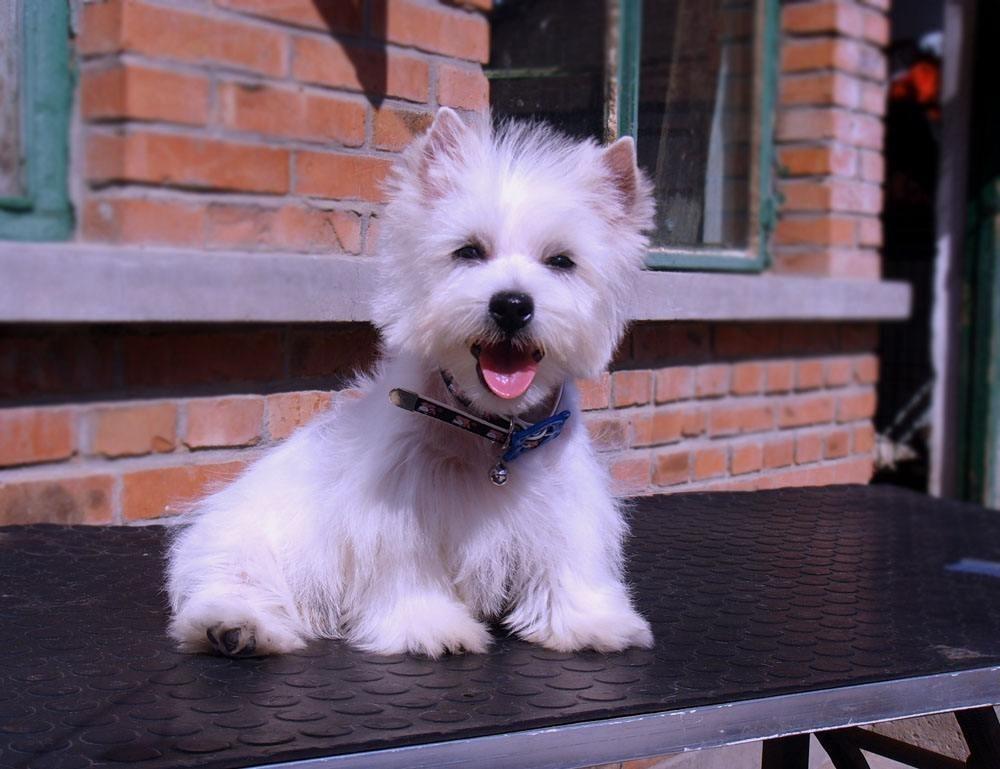 犬种冷知识犬界白绣球西高地小盆友