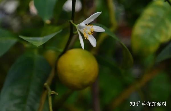 春天在橙花的花开花落间 彻底结束了 知乎