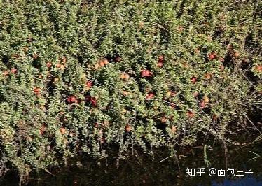 原来你是这样的蔓越莓 知乎