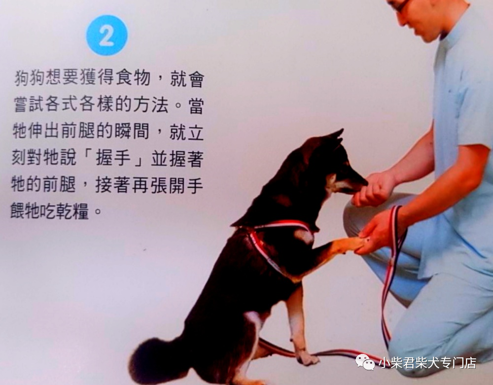 如何训练柴犬基本指令