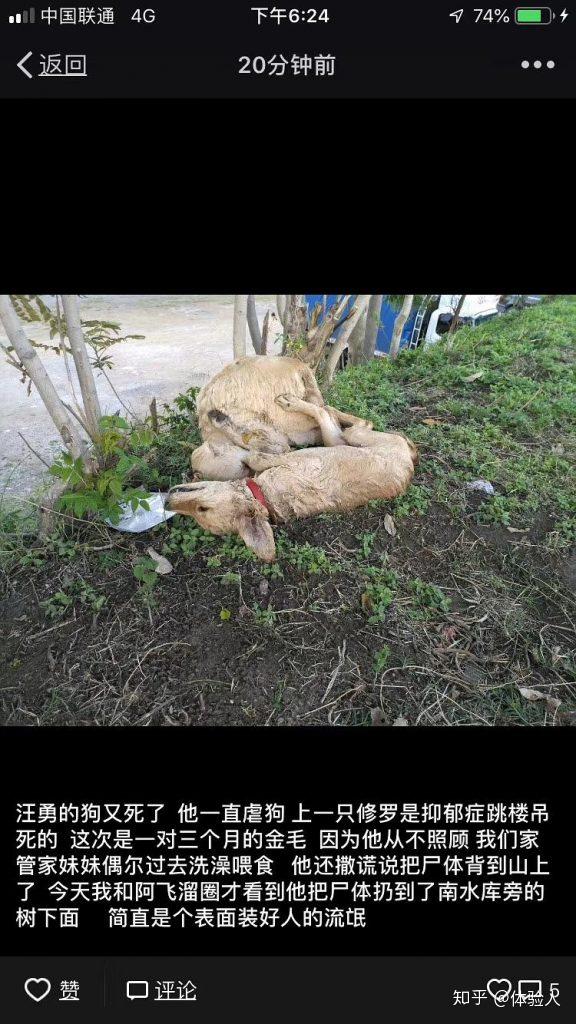 体验人大理网红的虐狗行迹流浪诗人汪勇的杀狗事件在发酵