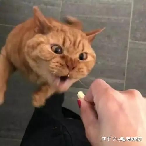 v2-41f641d32a5fa5cd3d89aa0440d81d46_r.jpg