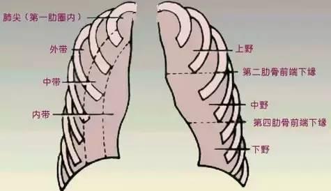 拍个胸片 肺纹理增多 别慌 看这里 知乎