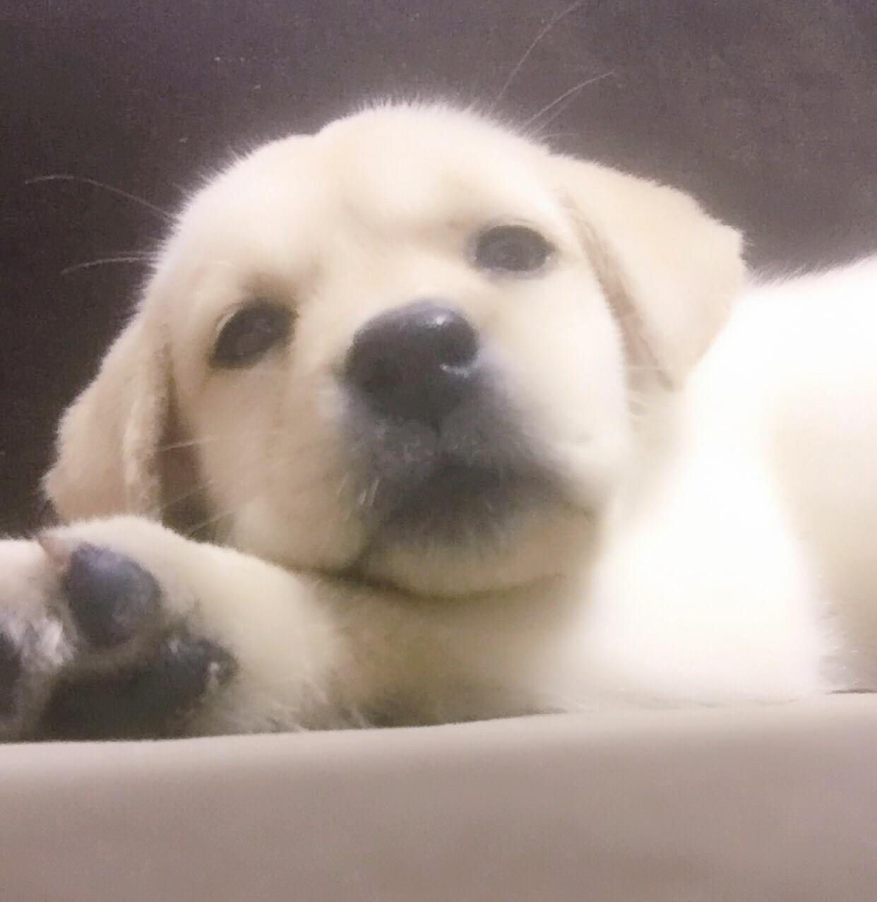 把拉布拉多从小养到大是怎样一种体验? - 知乎