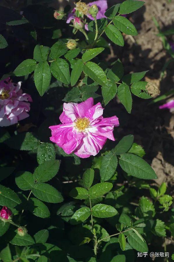 生态客自然观察【分科识花图鉴】32 蔷薇科 b 蔷薇亚科(下) - 知乎