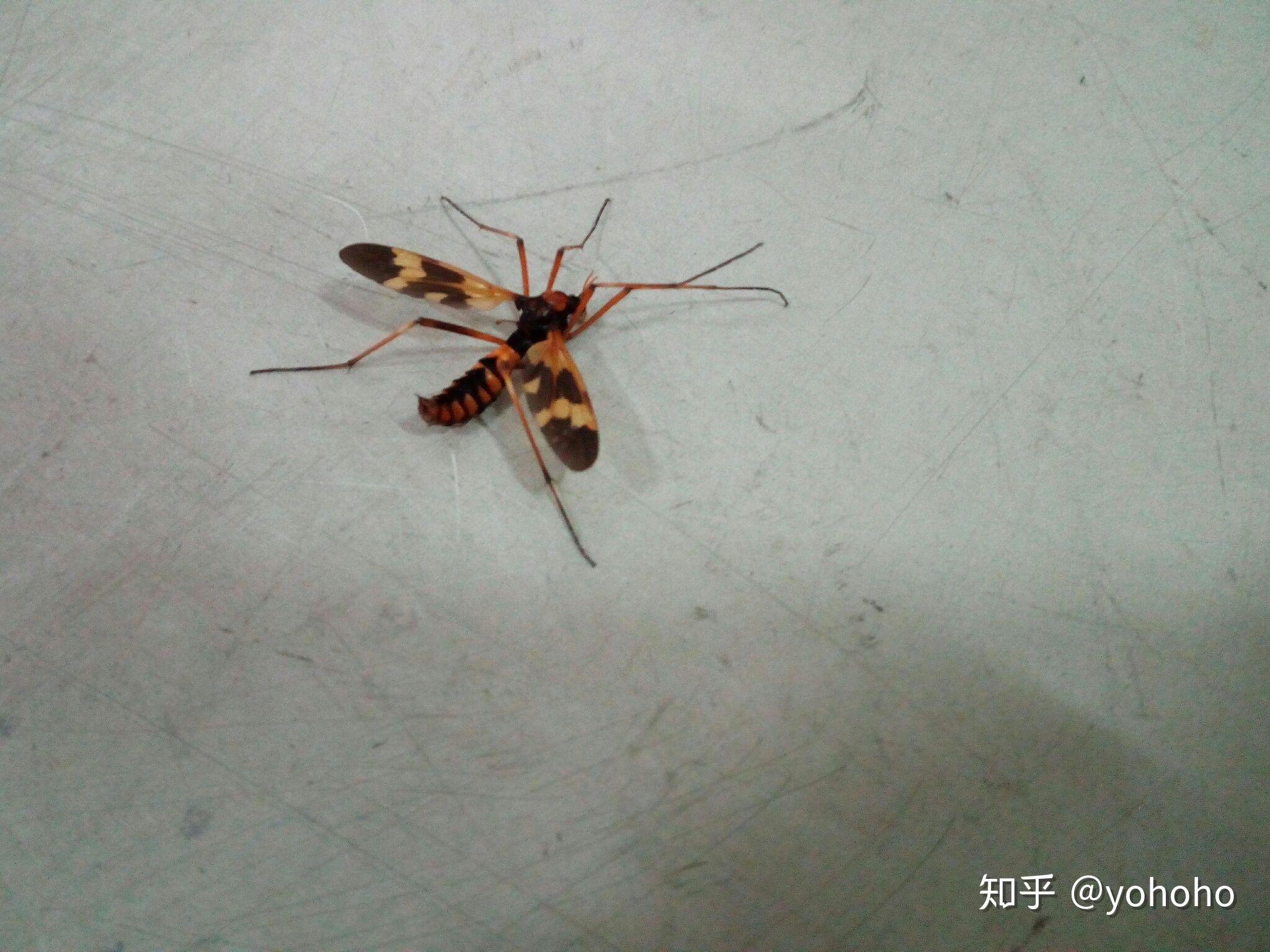 请问这是什么虫子长得像蜜蜂头像苍蝇