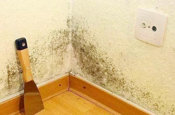 梅雨季到墙面装修如何防止发霉