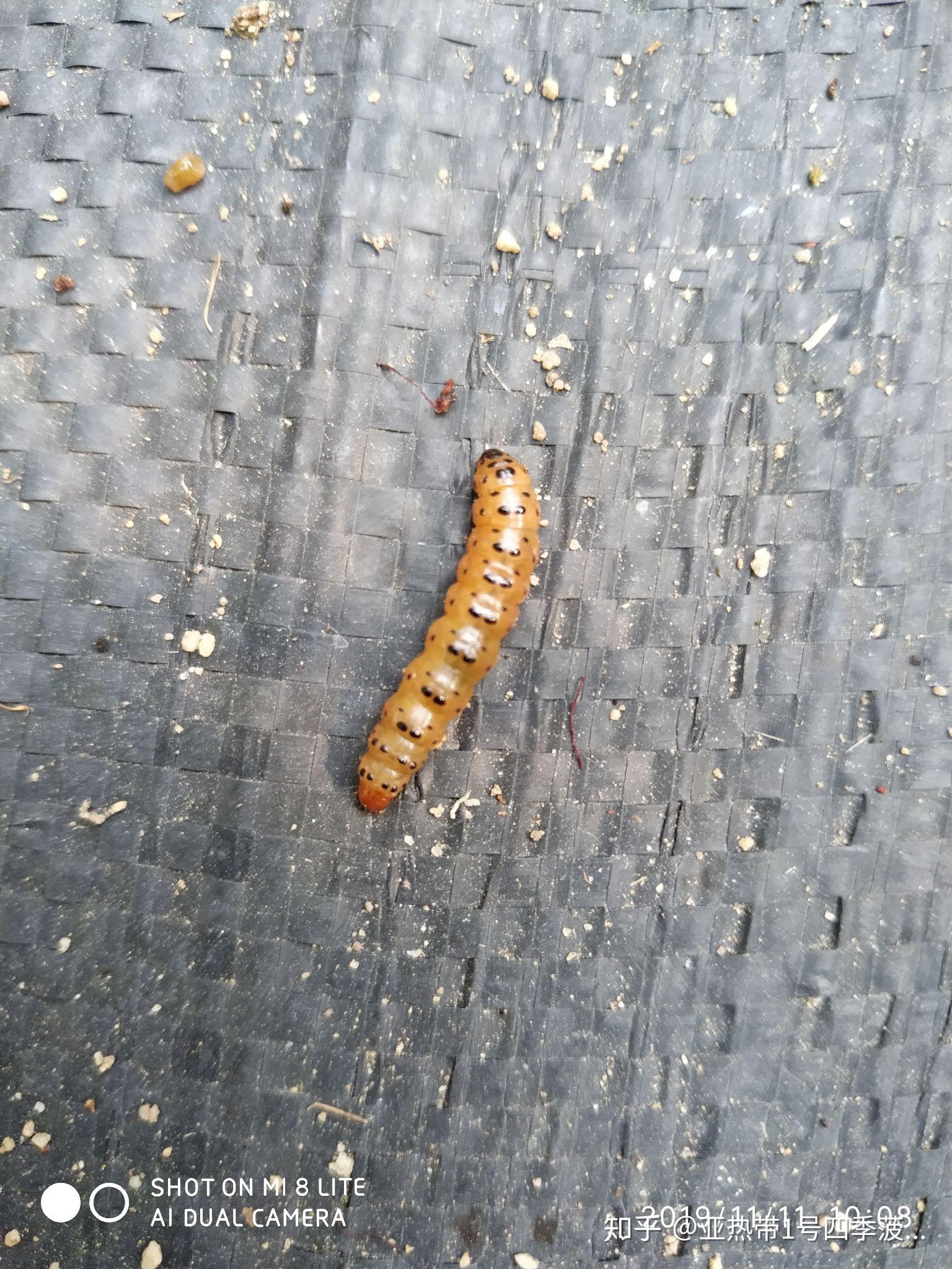 菠萝蜜怎么防虫?