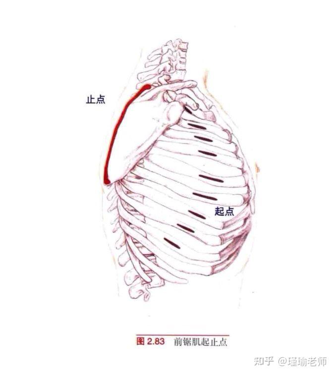 被忽视了的前锯肌 - 知乎