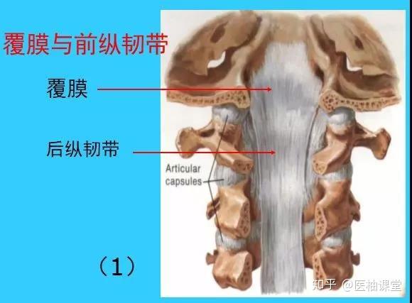 【图解】脊椎解剖 - 知乎