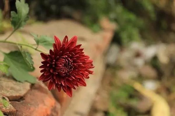 秋露的诗句学过的 100句带有秋字的诗句 描写秋色的诗句