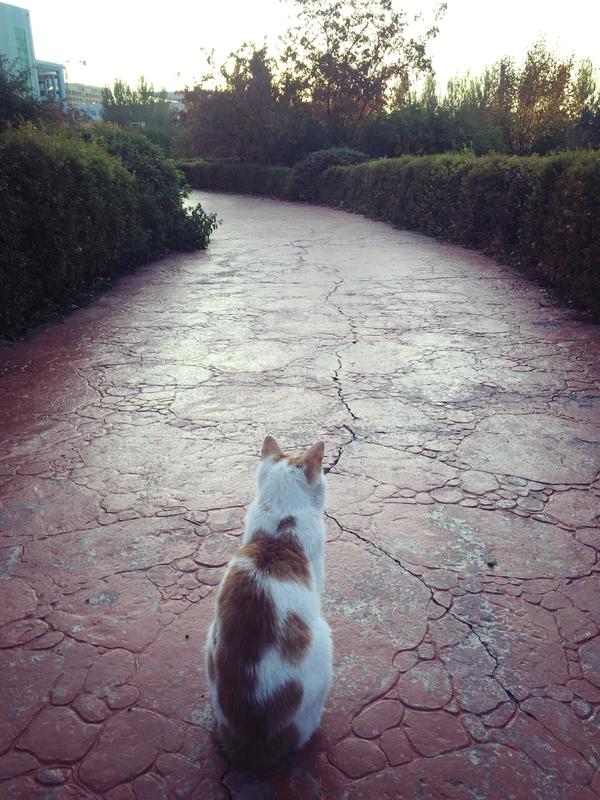 主要是,从没看过一只猫很淡然地路过人群,静静望着夕阳.