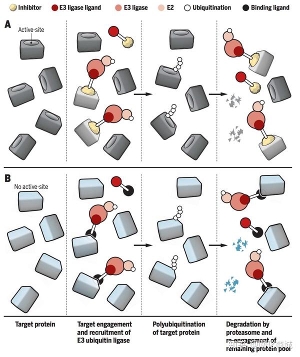 新药研发利器：PROTAC技术（最全解读） - 知乎