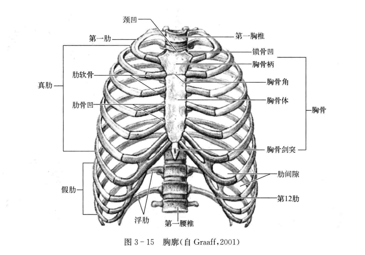 运动器官 · 骨