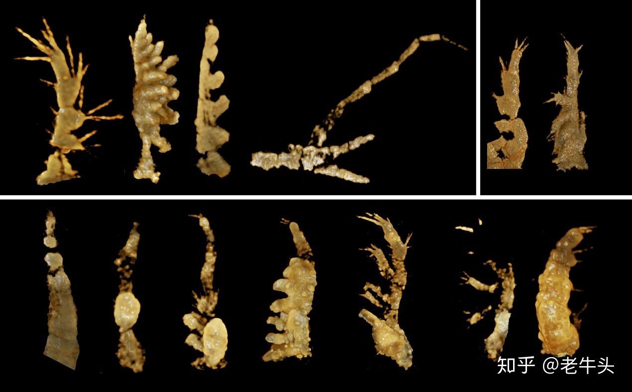 庞杂的高肌虫家族人类祖先的哺乳行为完整的丹尼索瓦人指骨古生物新闻