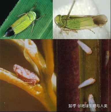 【动物界全系列】稻虱科—飞虱族(十七):双脊飞虱 - 知乎