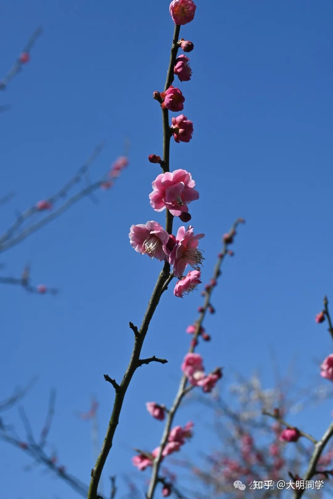 梅花梅花梅花第三步