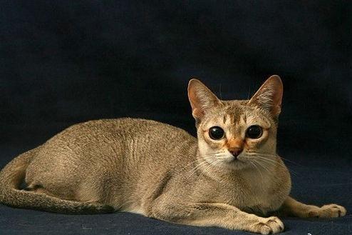 v2-4248f66ab8991092beb0b847d53eac35_1440w.jpg?source=172ae18b