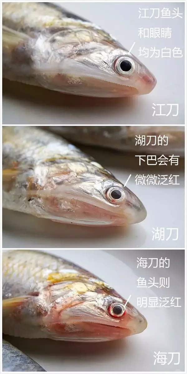 好奇 | 传说中长江第一鲜的刀鱼，究竟有多鲜？ - 知乎