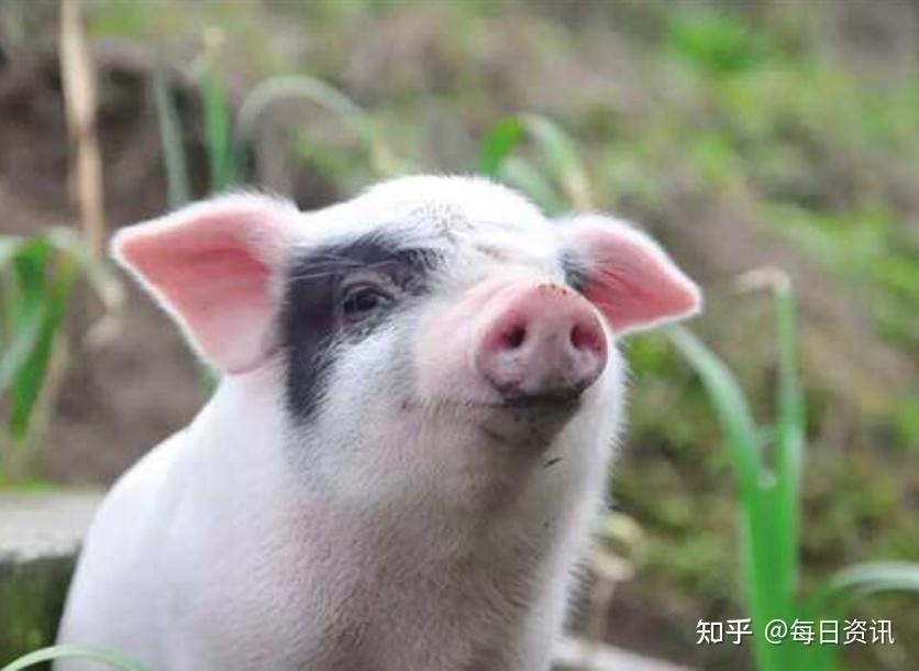 属猪2022年运势及运程详解每月属猪人的2021年全年运势男性女性