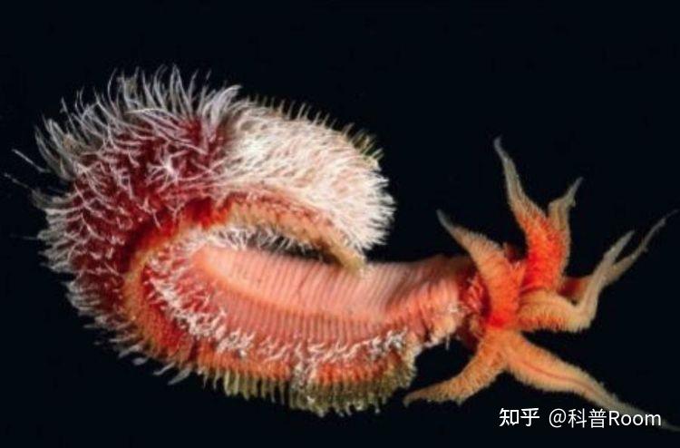 神秘庞贝蠕虫:火山成游泳池,科学家无法解释的耐热能力