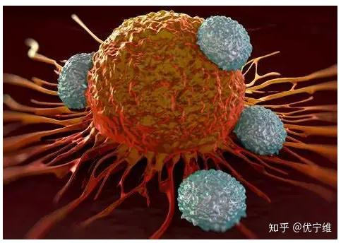 T细胞激活首选 Cd3 Cd28单抗偶联磁珠 知乎