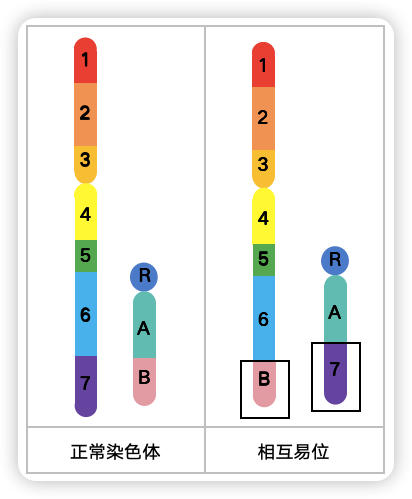 3.5.2 染色体结构畸变 - 知乎