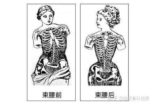 束腰首先"束"住的就是我们的肋骨,而肋骨除了保护内脏之外,还参与呼吸