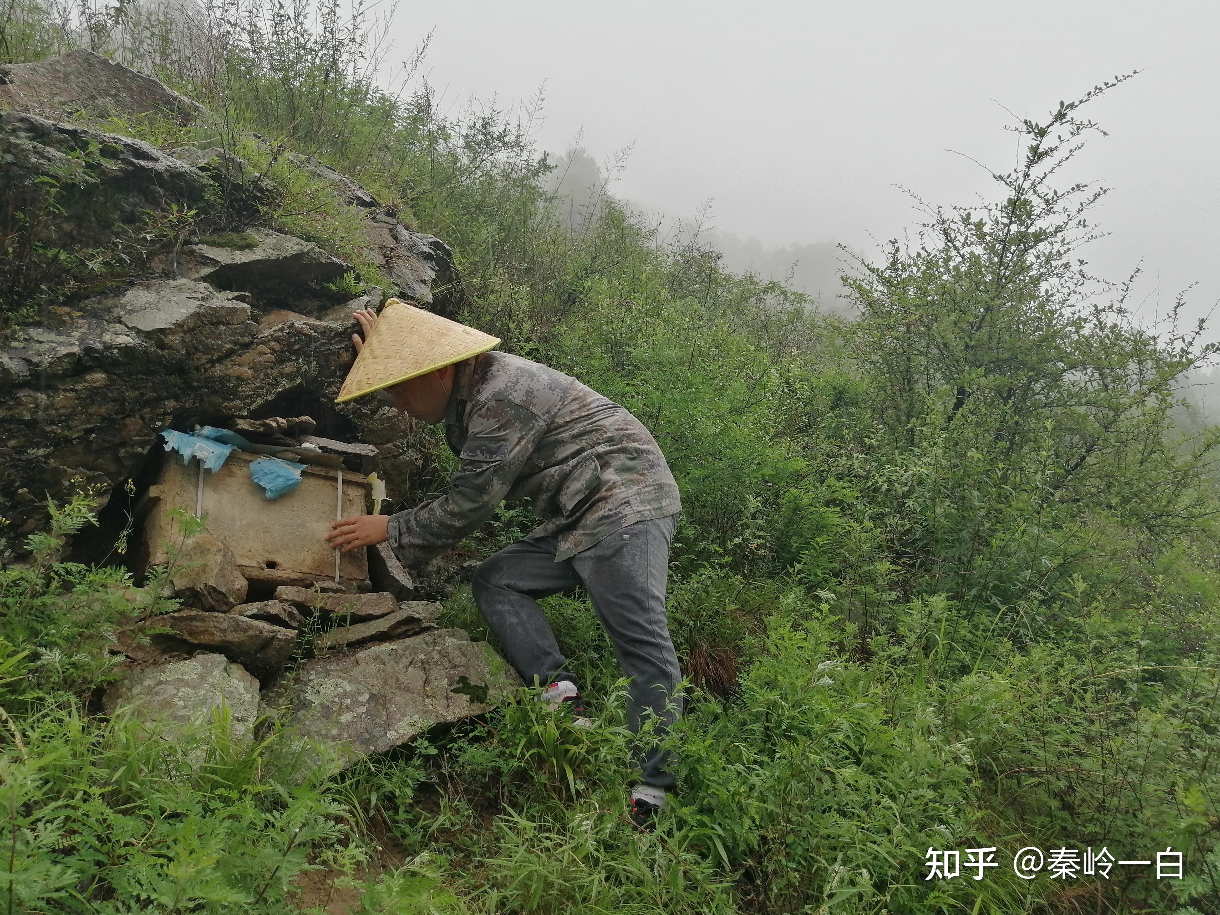 《中华蜂物志》:刍狗 - 知乎