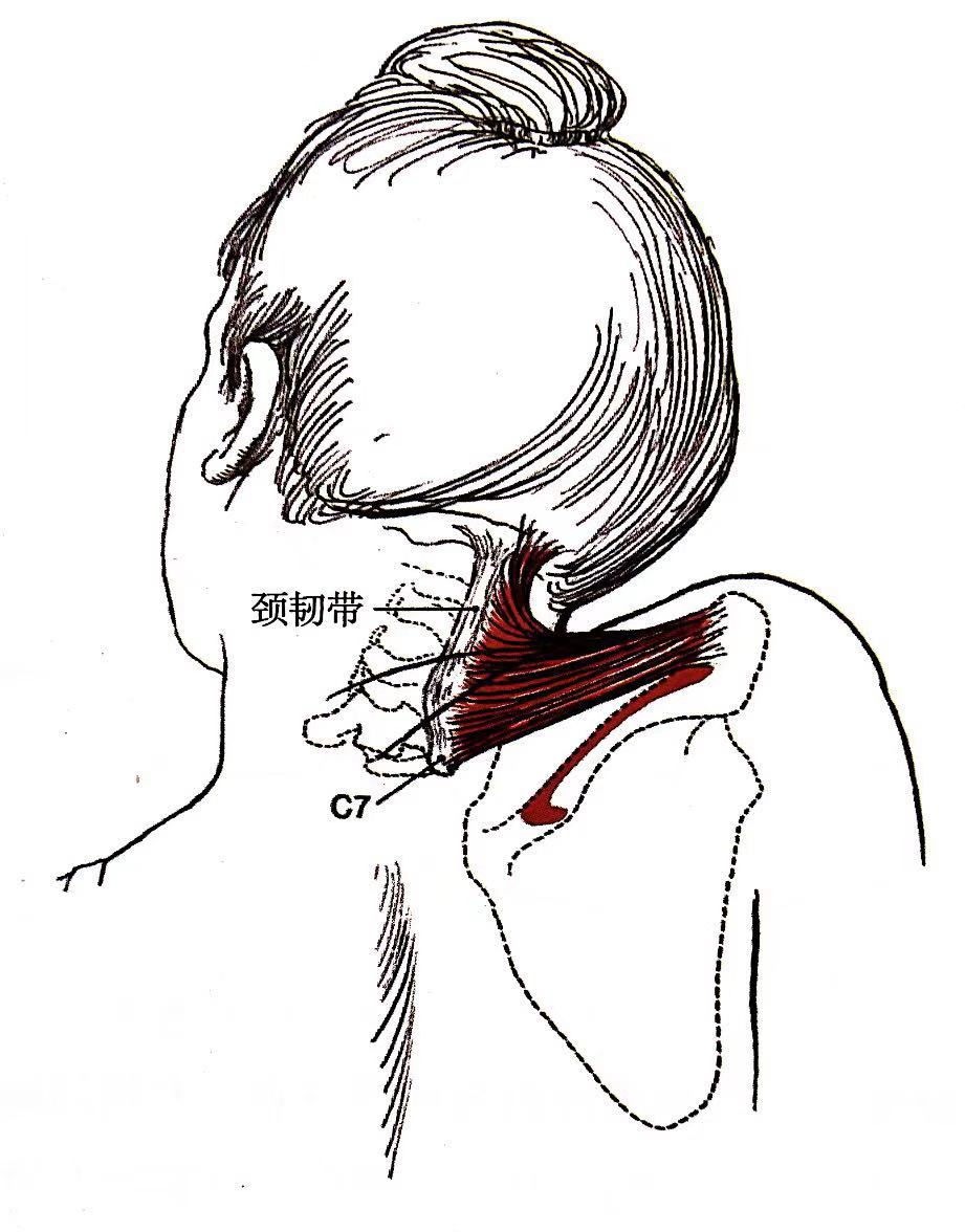 颈椎两侧肌肉图片