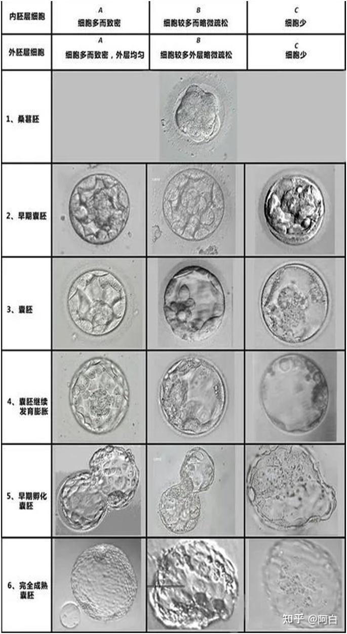 囊胚质量是如何评分的? - 知乎
