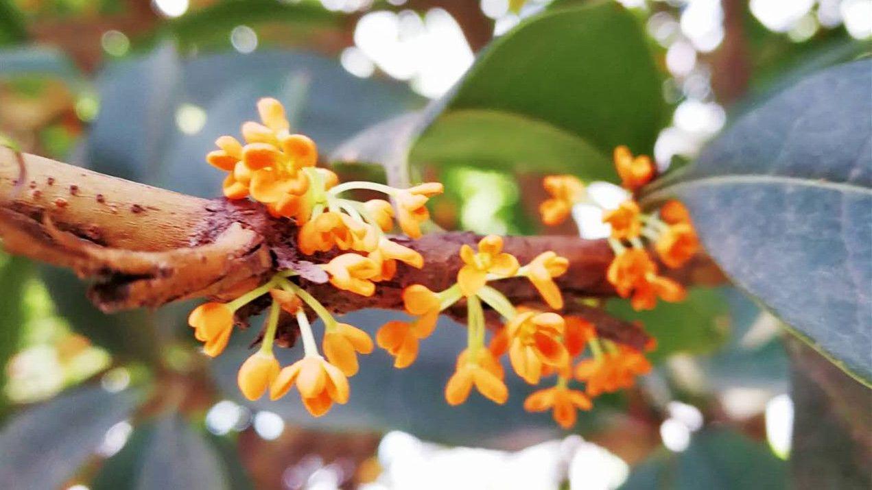 桂花有几种颜色(玫瑰花有几种颜色)