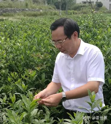 金花—茶中的"千年灵芝 专家把关 国家专利 安全认证 将金花黑茶的
