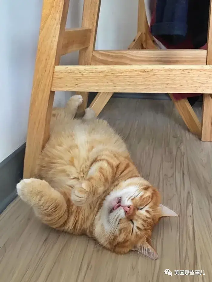 一只靠睡姿走红的橘猫这就是睡神本神吧