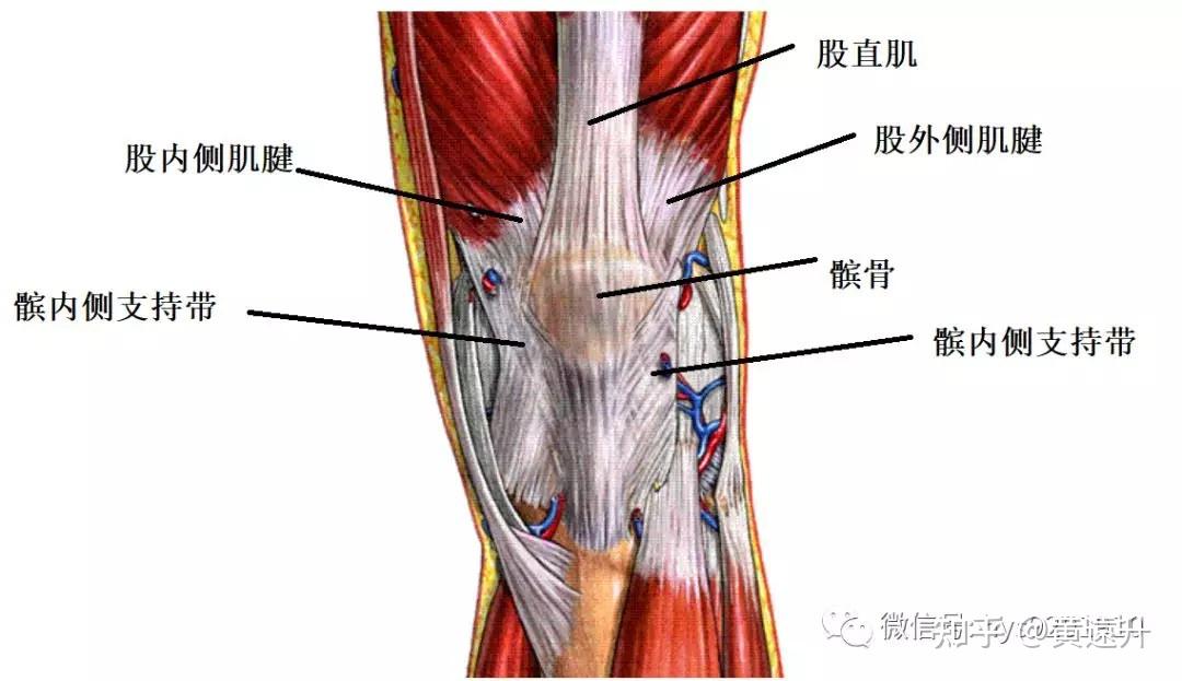 髌股韧带的解剖图图片