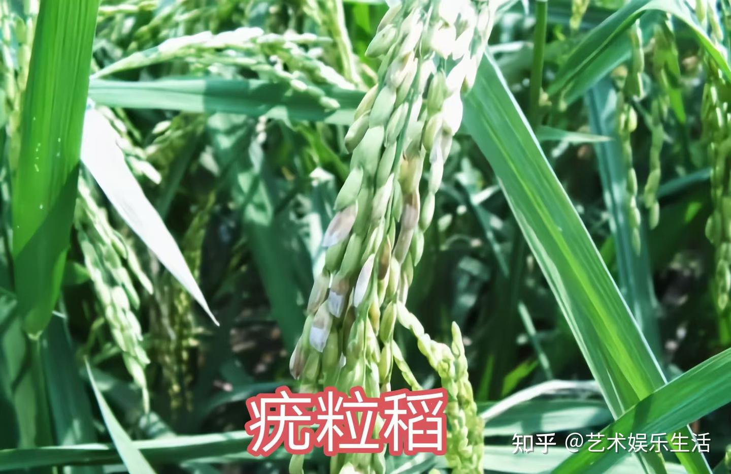 禾本科稻亚科的6种代表植物 - 知乎