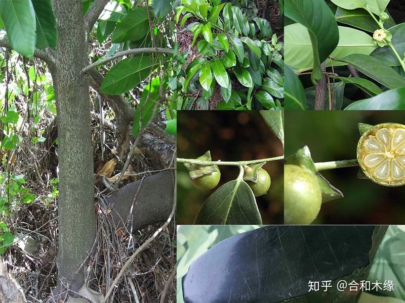 「涨知识」国标红木之26——乌木(锡兰乌木、东印度乌木) - 知乎