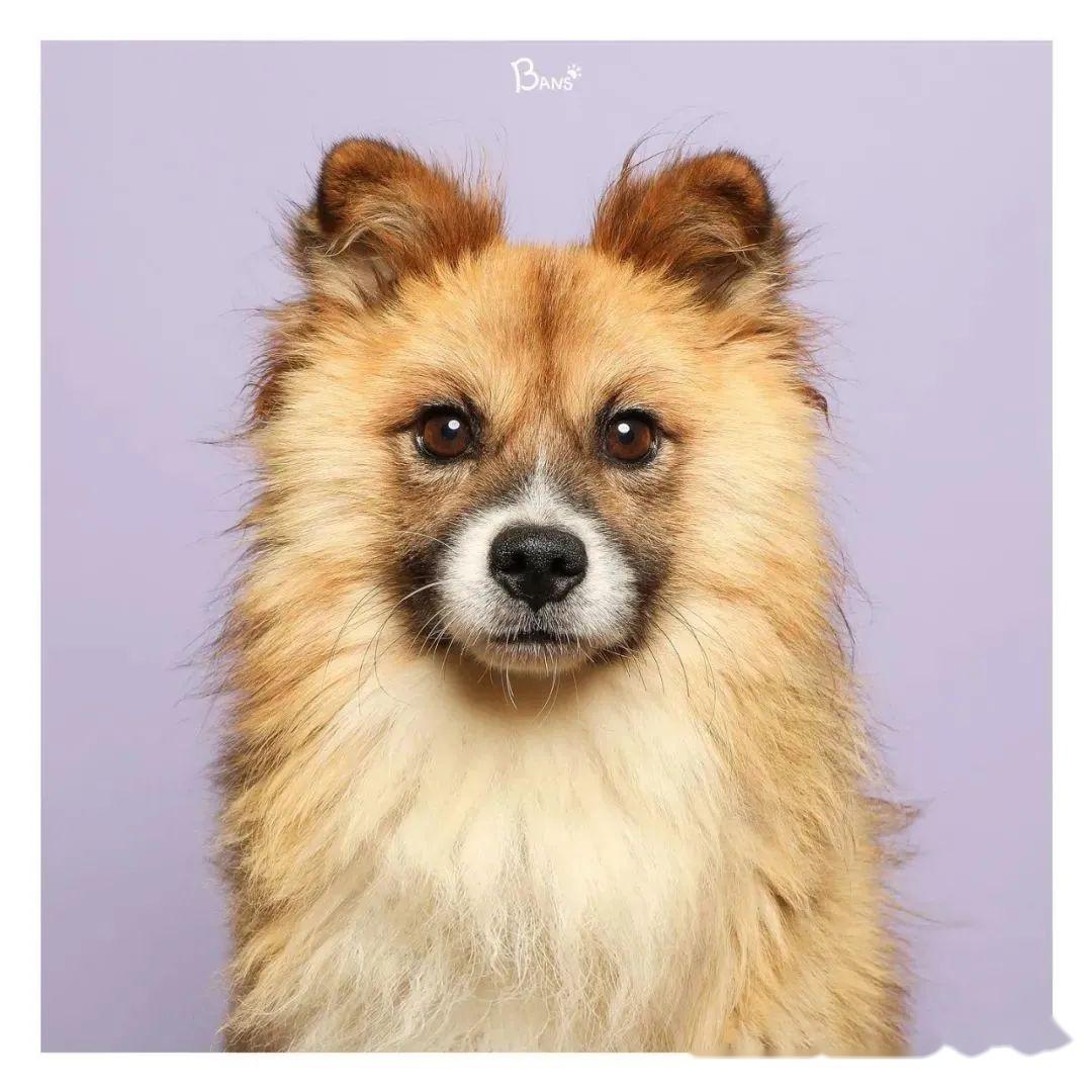 主人给狗狗拍了张证件照网友疯狂点赞这是什么神仙小可爱