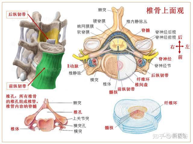 颈椎椎体解剖结构图解图片