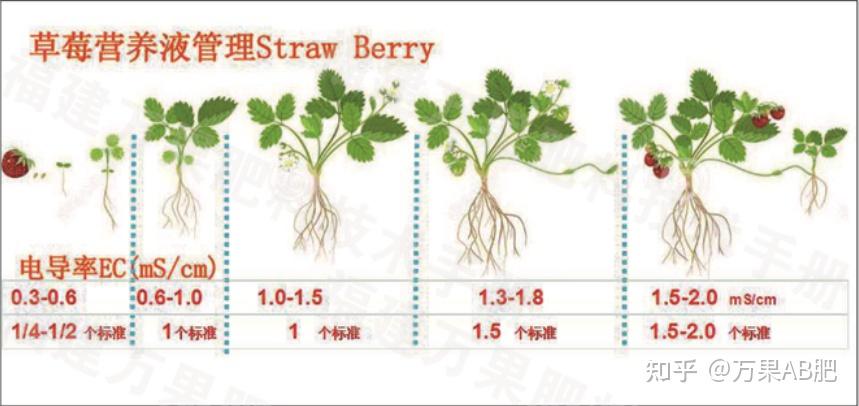 6ms/cm;随着草莓的生长,需肥量慢慢增加,在生长