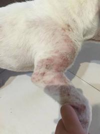 犬蠕形螨皮肤病