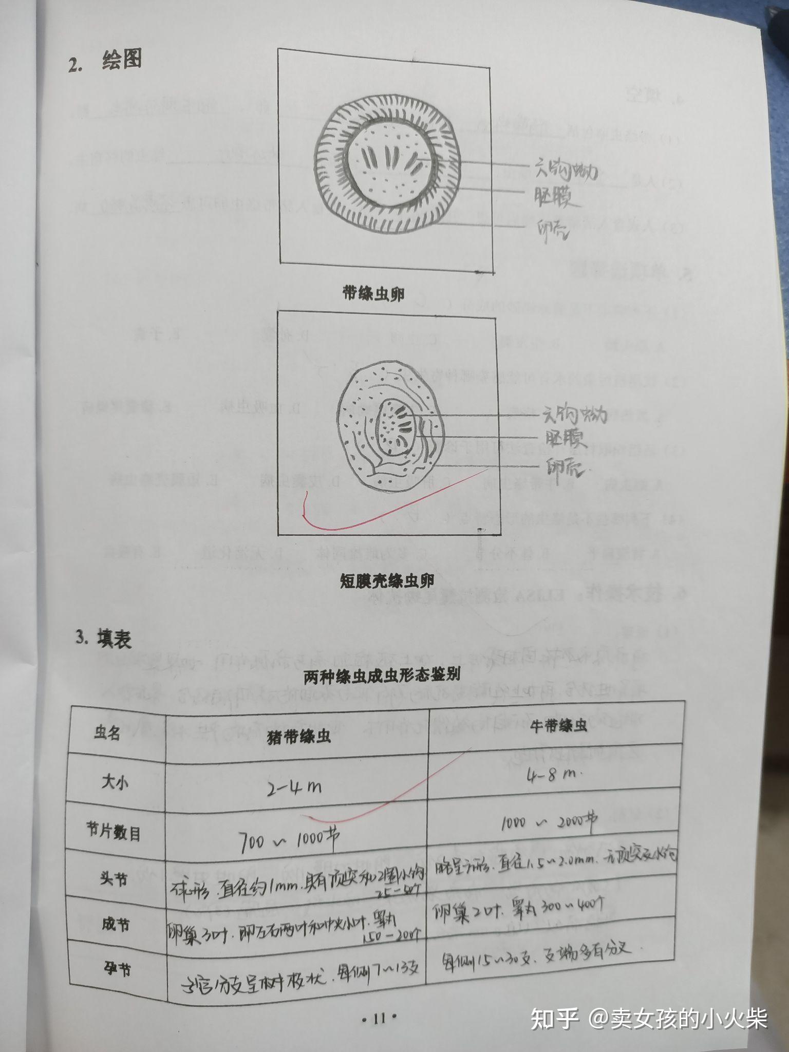 寄生虫实验报告