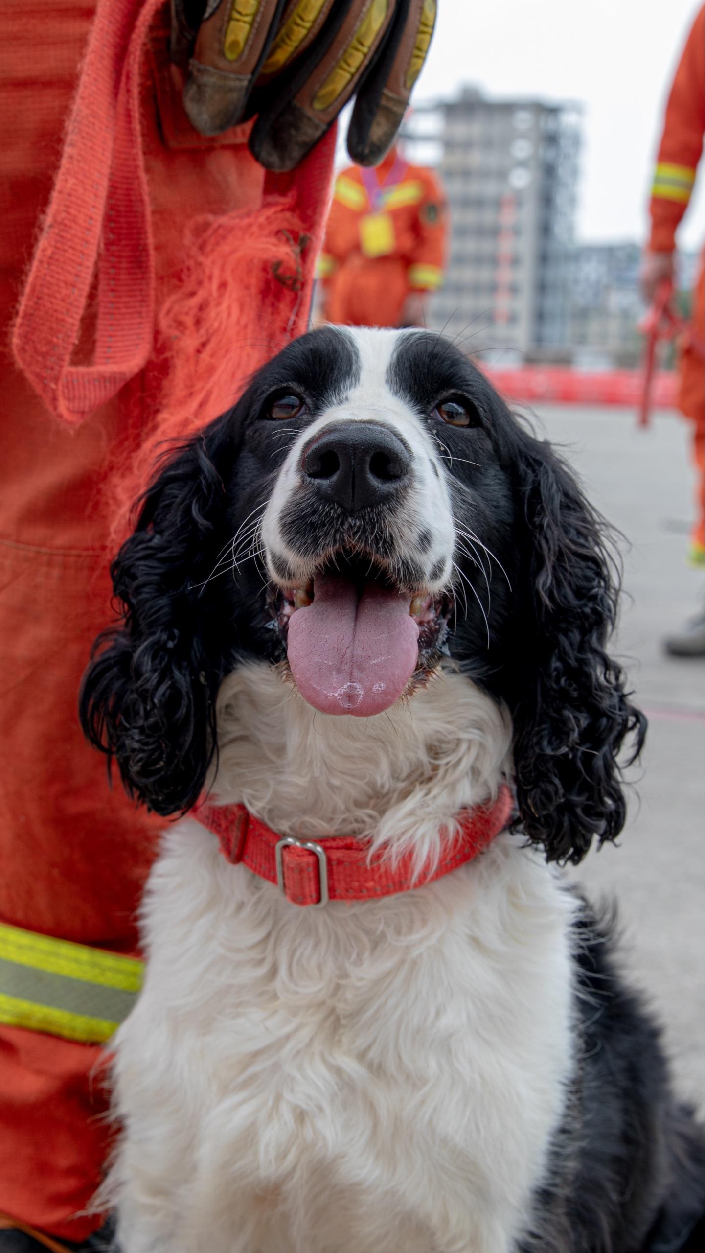 请问各位官方有没有搜救犬的照片