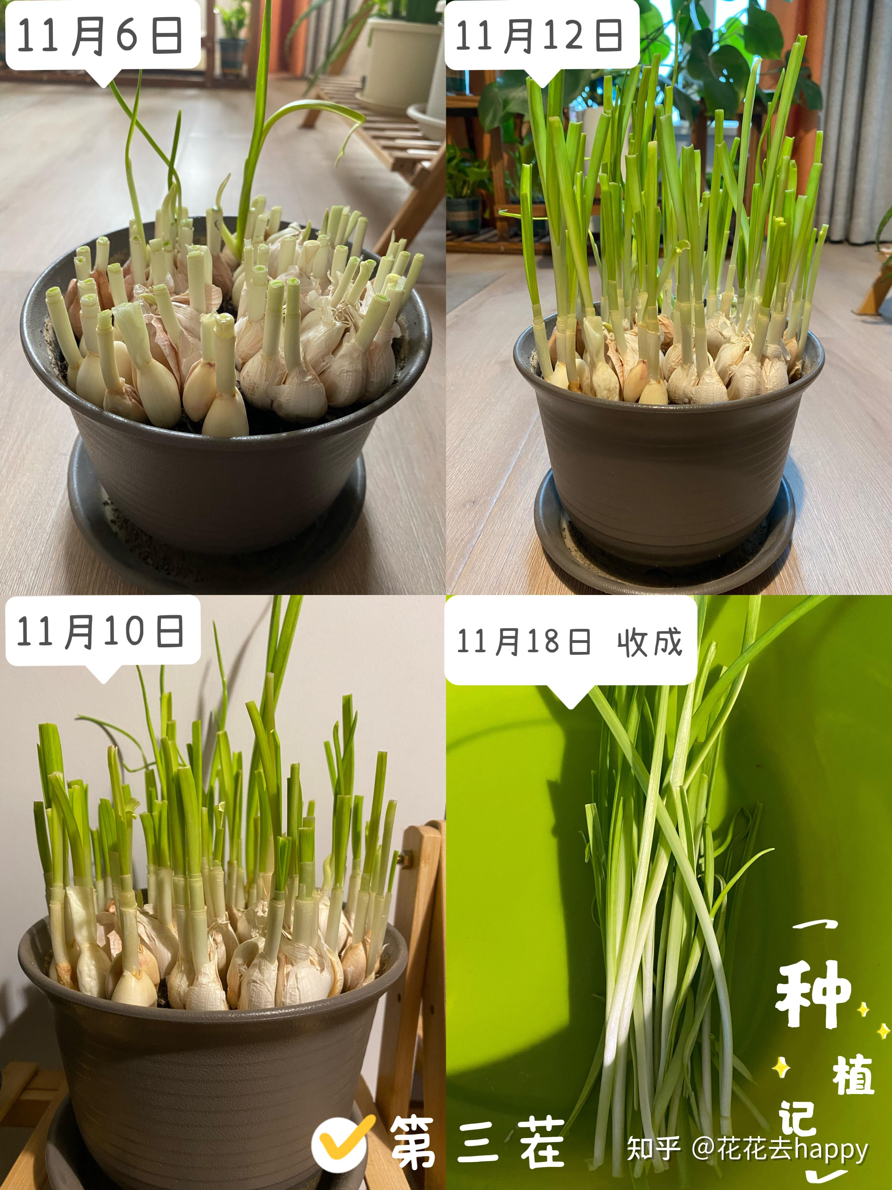 盆栽蒜苗能收获几茬？ - 知乎